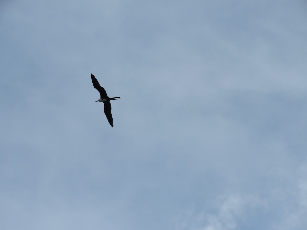 Magnificent Frigatebird - ML646274986