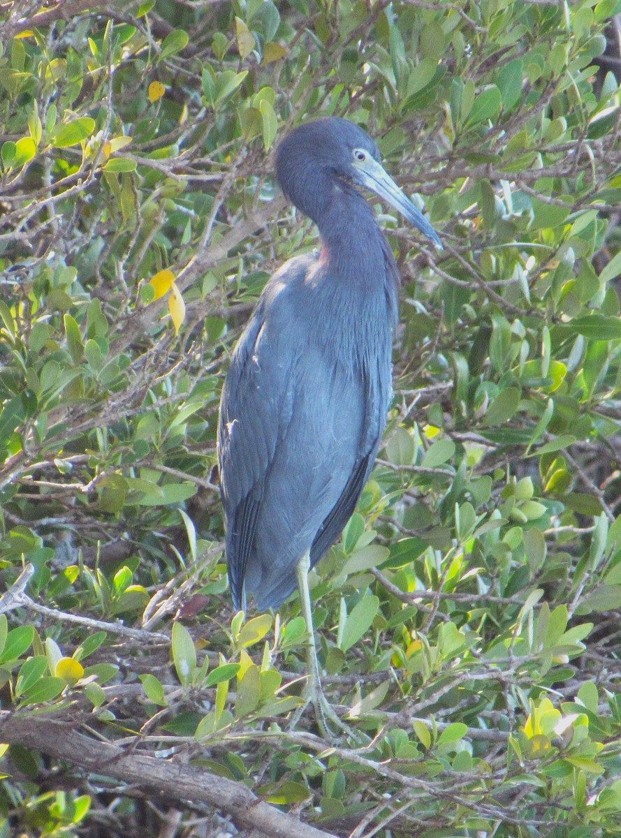 Little Blue Heron - ML646274988