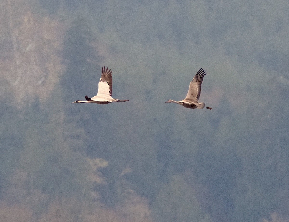 Common Crane - ML646274989