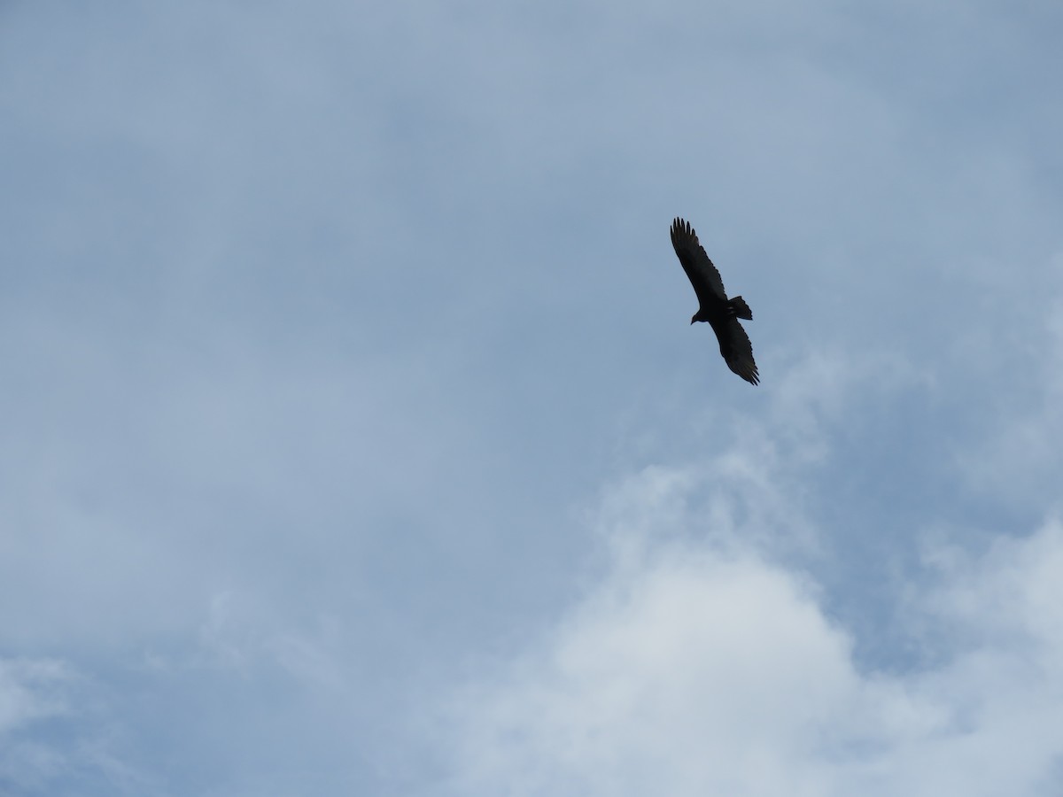 Turkey Vulture - ML646274990
