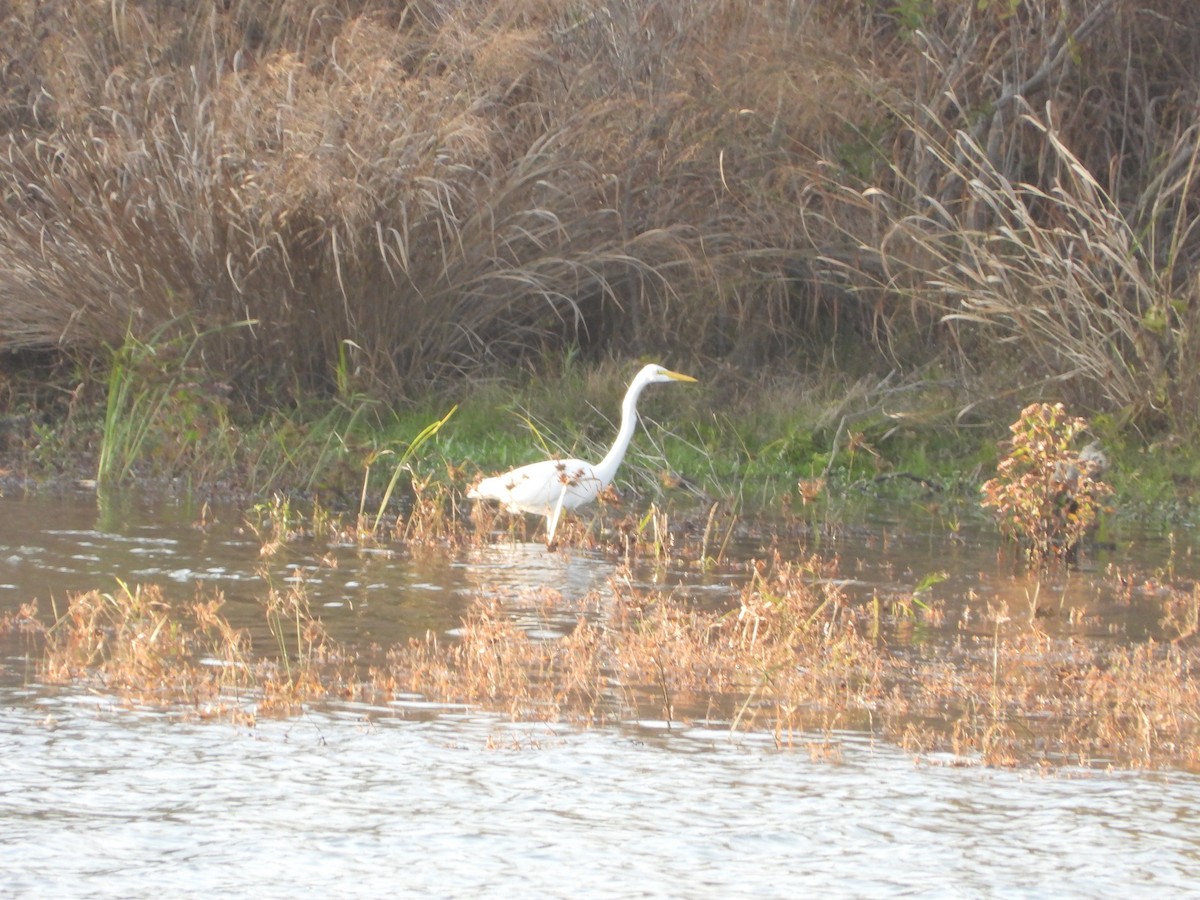 Great Egret - ML646274991