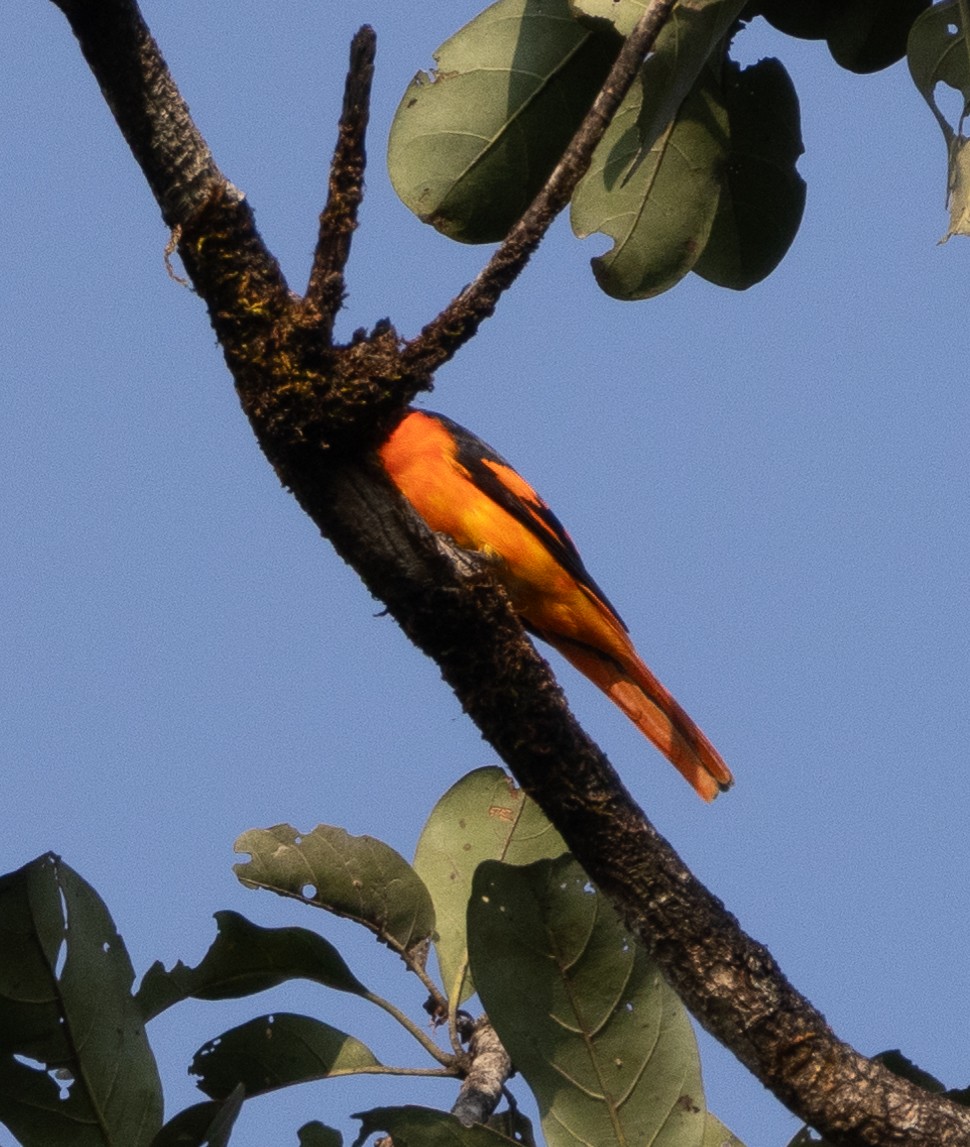 Orange Minivet - ML646274992
