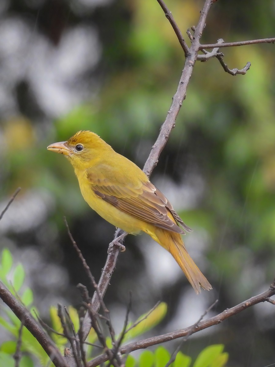 Summer Tanager - ML646274993