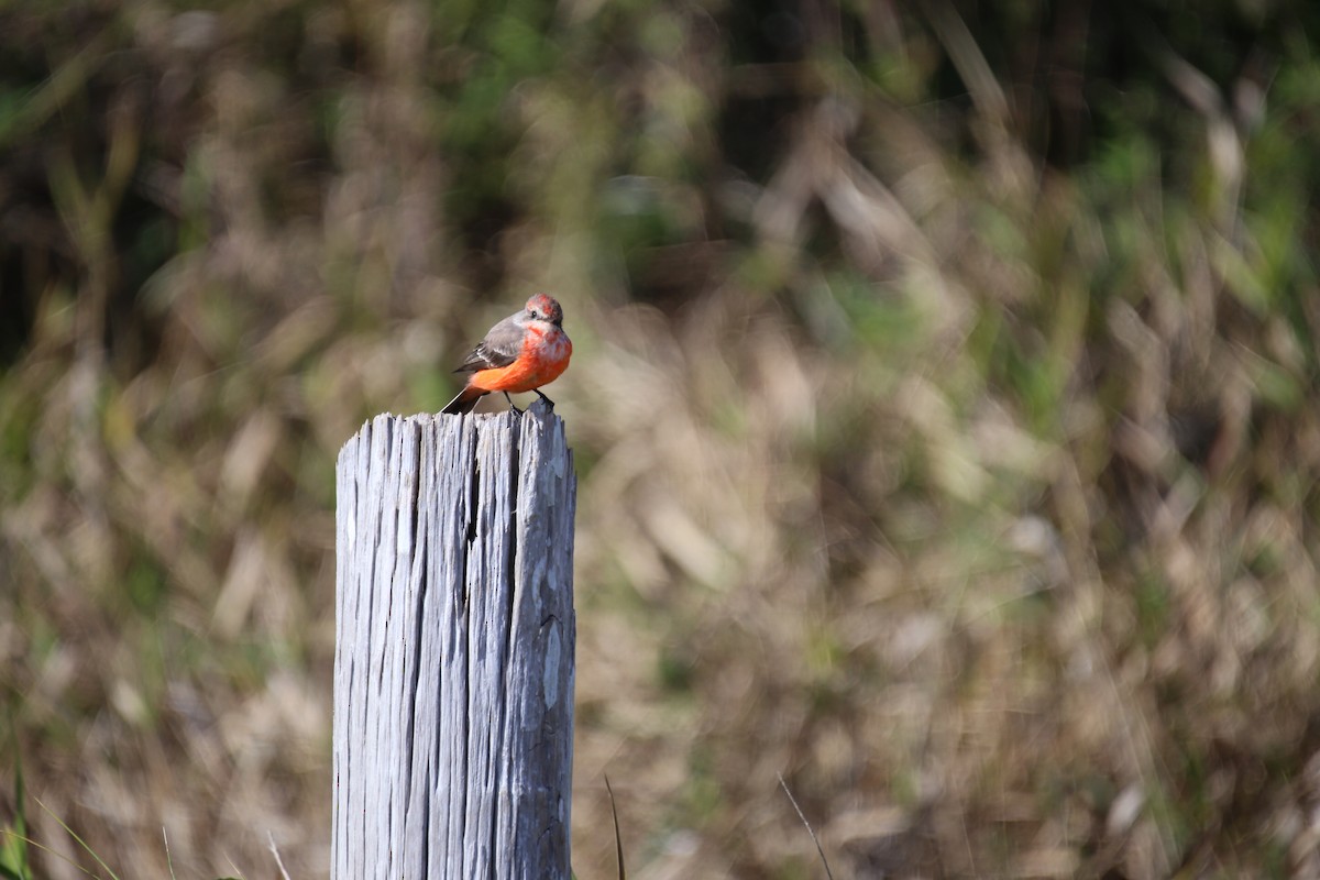 Rubintyrann - ML646274995