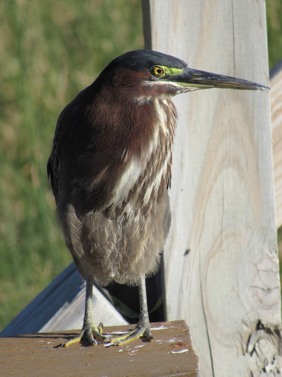 Green Heron - ML646274996
