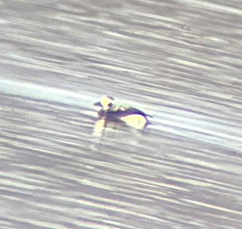 Long-tailed Duck - ML646274998