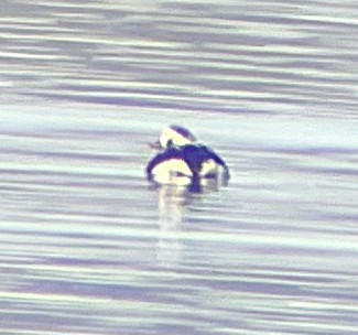 Long-tailed Duck - ML646274999