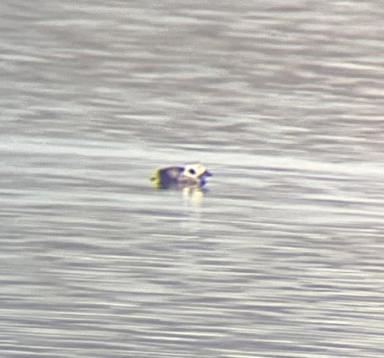 Long-tailed Duck - ML646275000