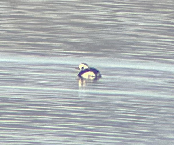 Long-tailed Duck - ML646275001