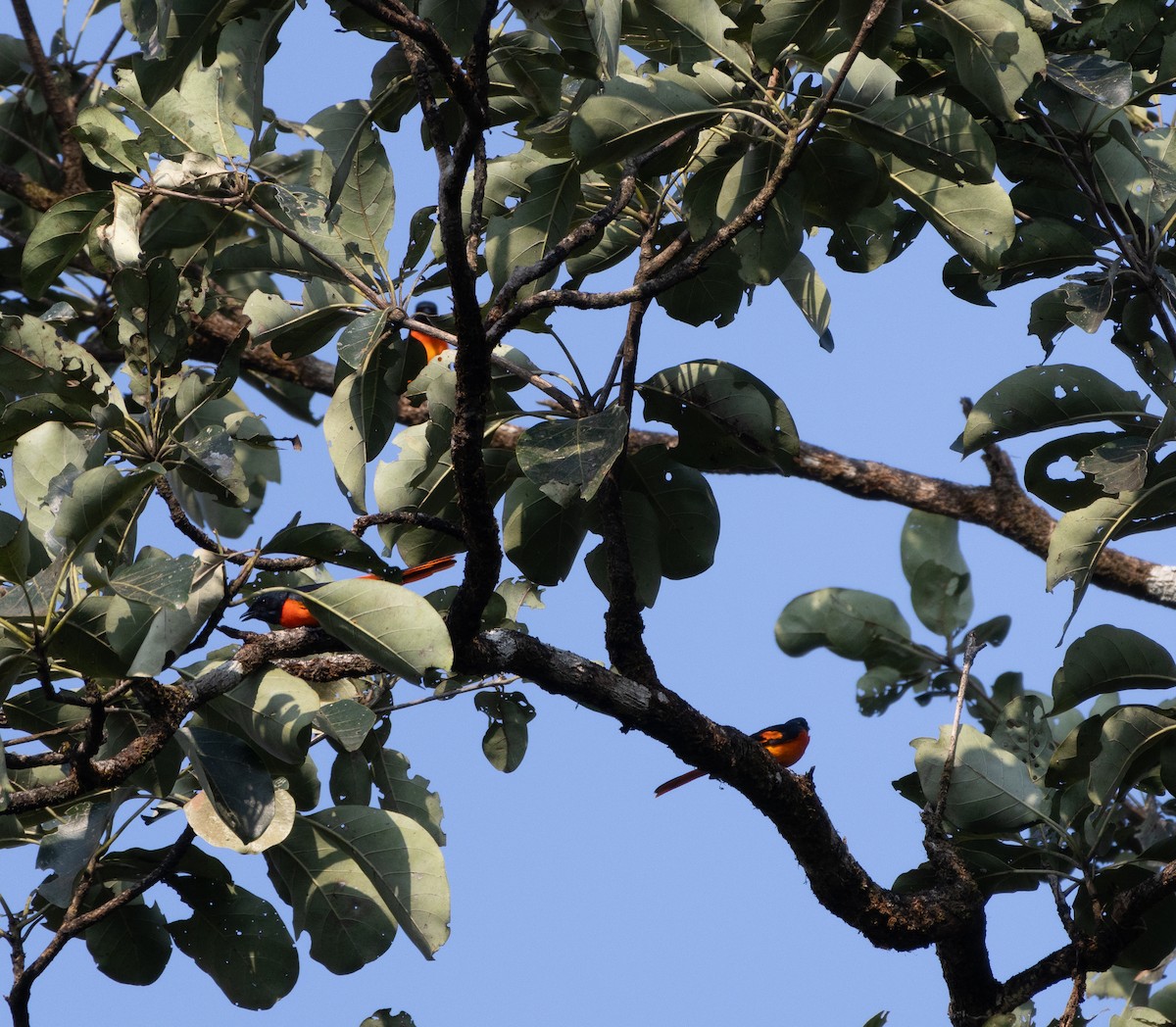 Orange Minivet - ML646275002