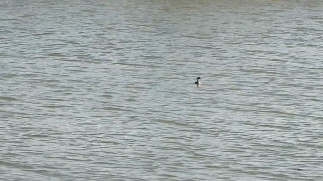 Horned Grebe - ML646275003