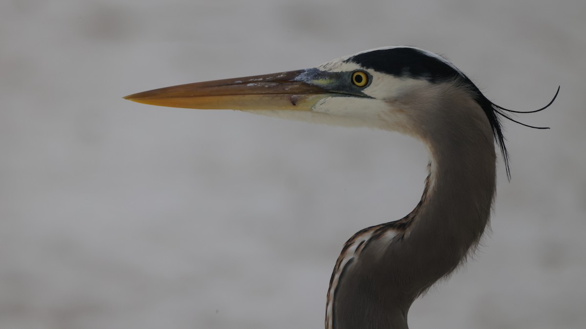 Great Blue Heron (Great Blue) - ML646275004