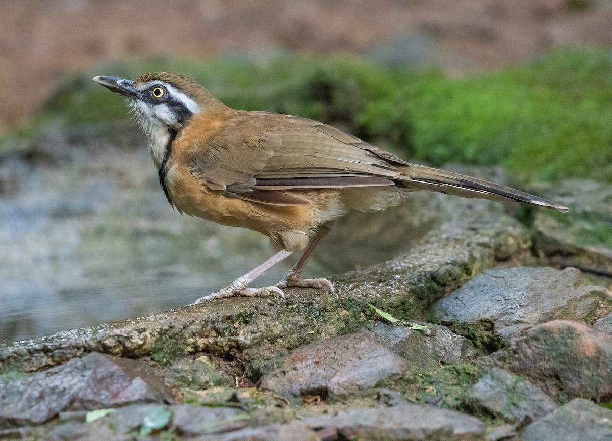 Lesser Necklaced Laughingthrush - ML646275005