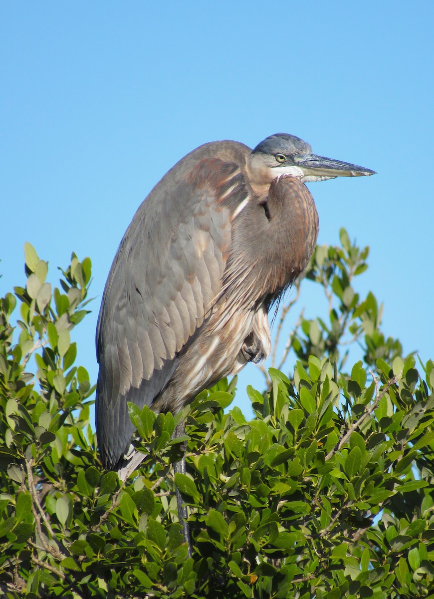 Great Blue Heron - ML646275009