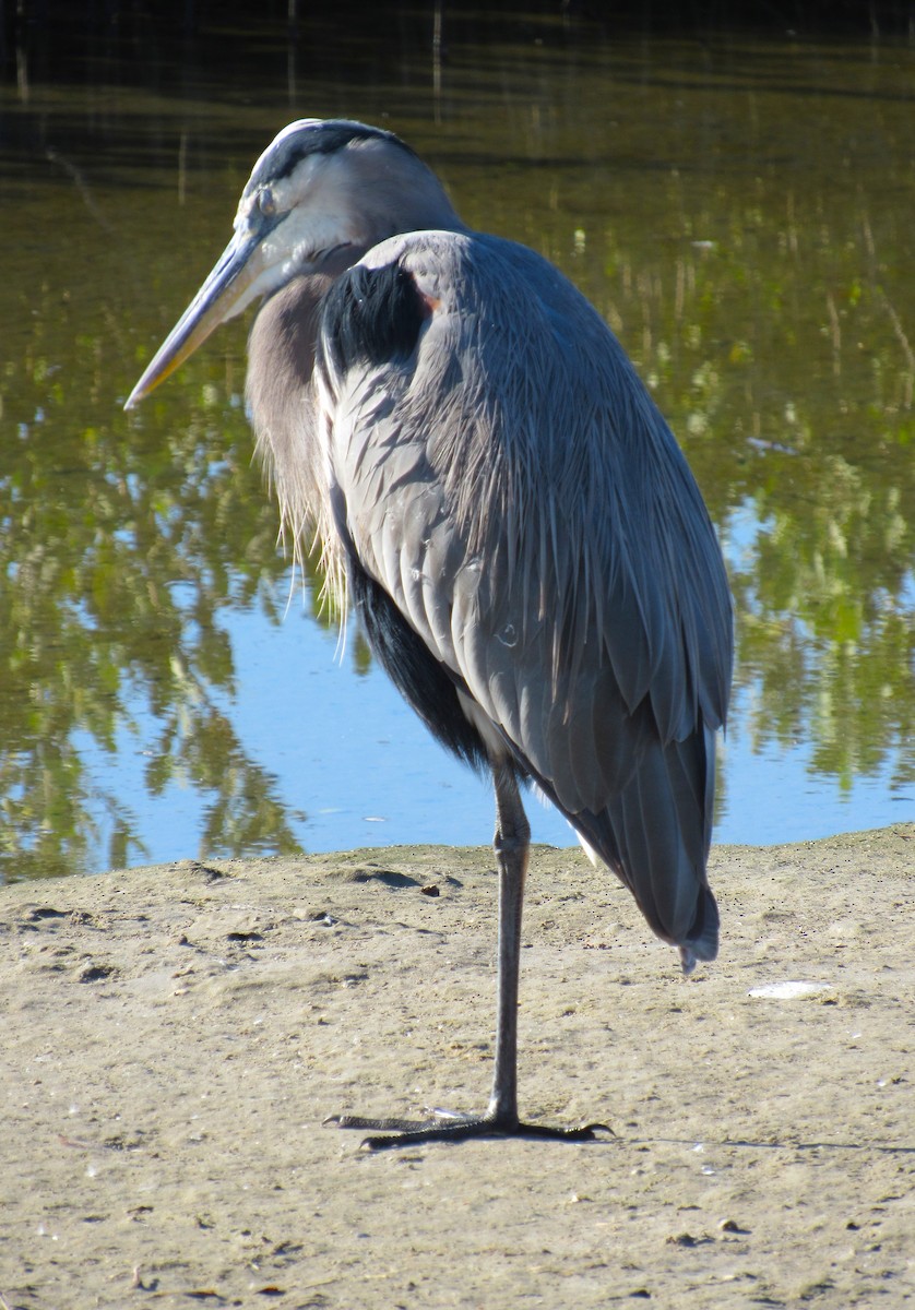 Great Blue Heron - ML646275010