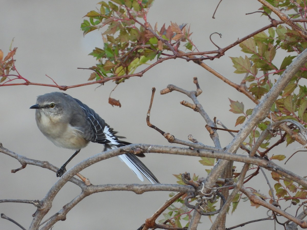 Northern Mockingbird - ML646275011