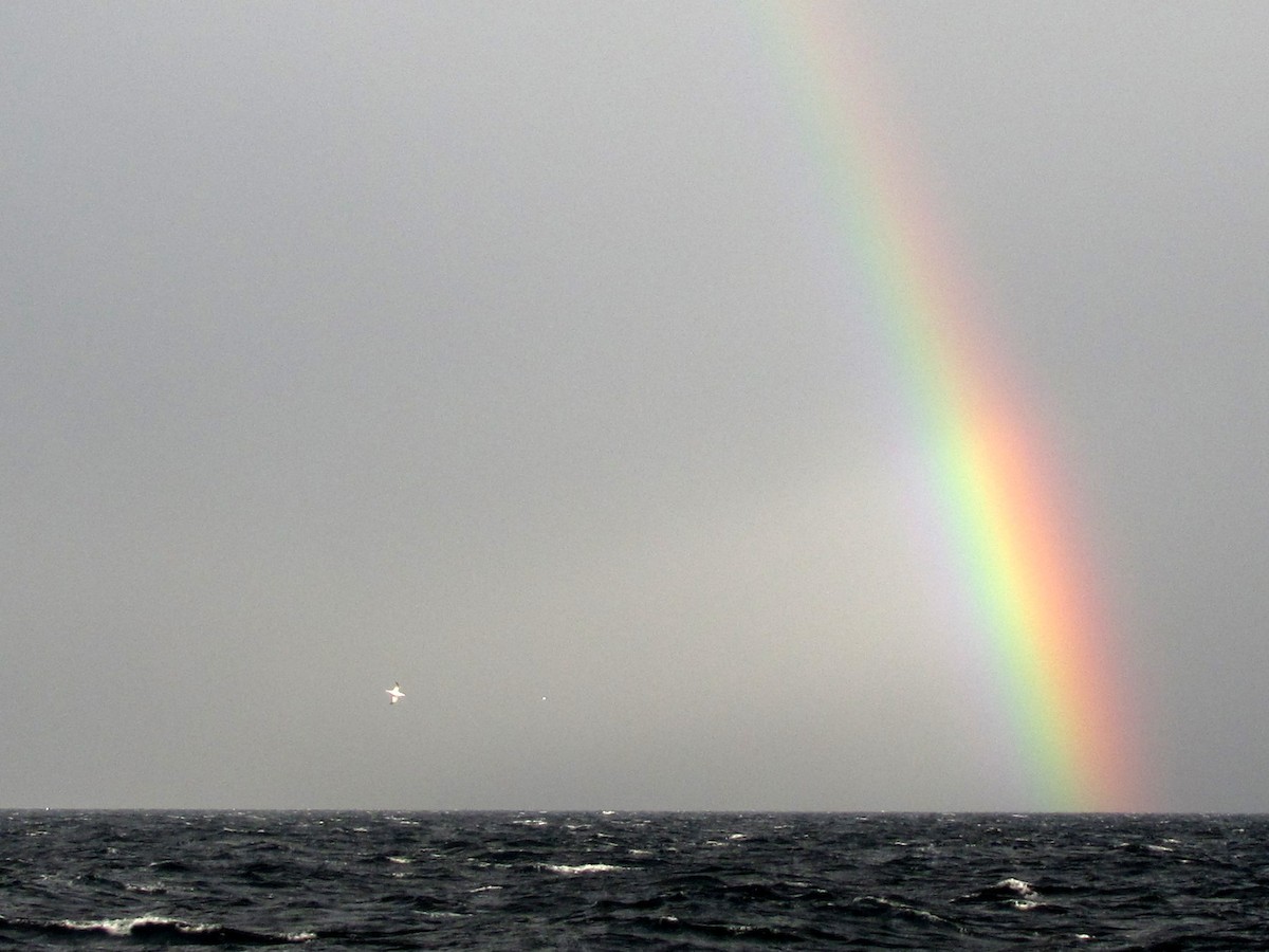 Northern Gannet - ML646275012