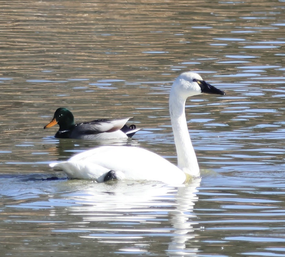 Tundra Swan - ML646275014