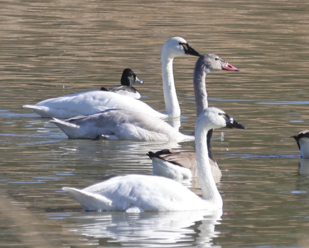 Tundra Swan - ML646275017