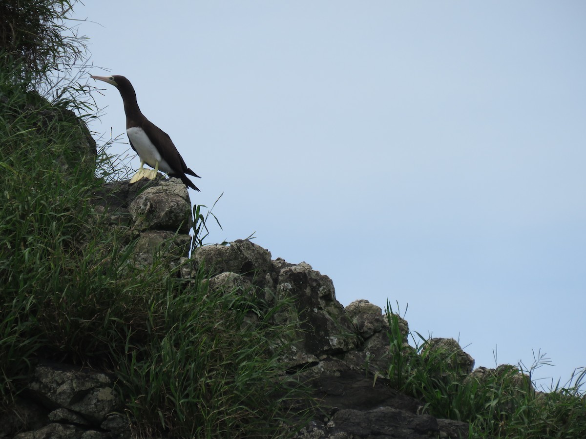 Cocos Booby - ML646275021