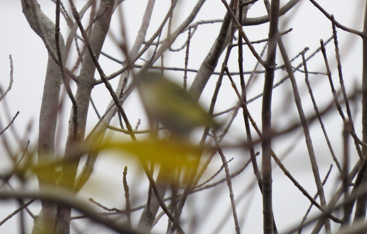 Blue-headed Vireo - ML646275023