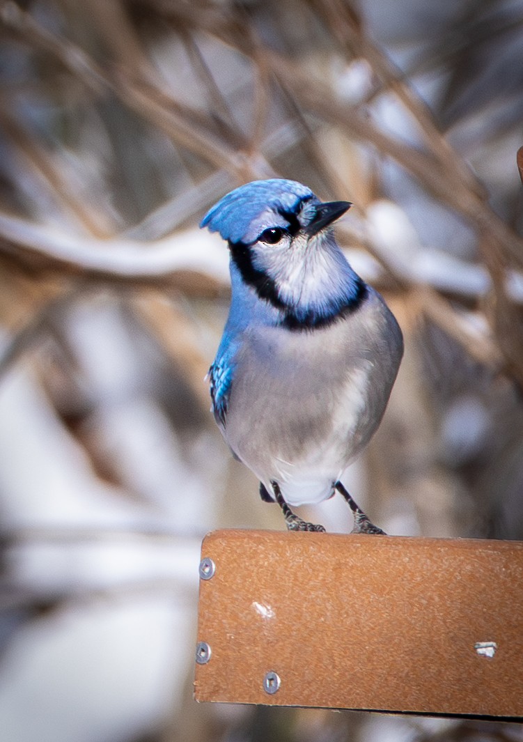Blue Jay - ML646275024