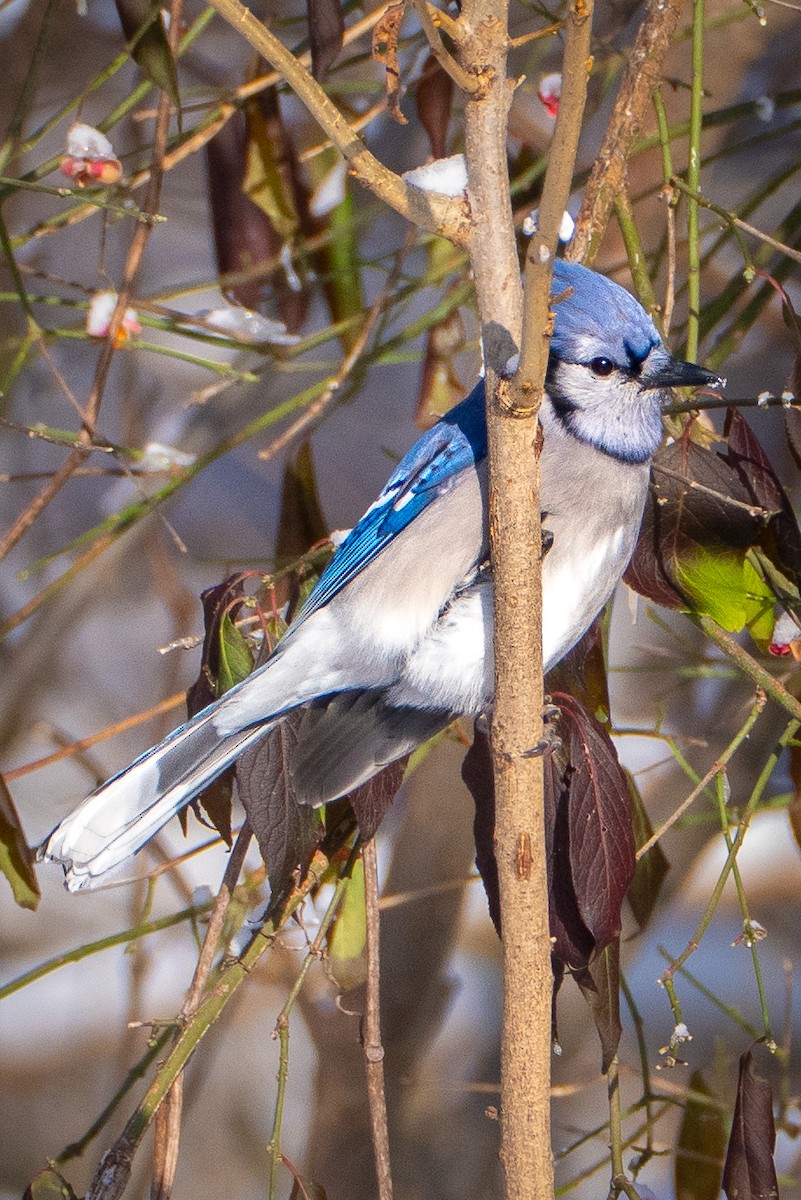 Blue Jay - ML646275025