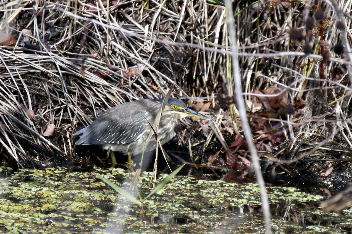 Grünreiher - ML646275026