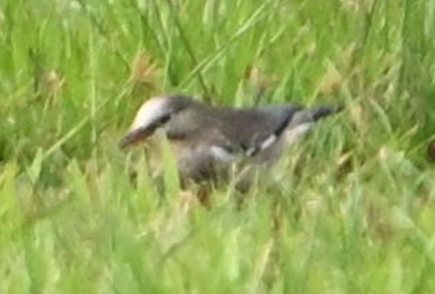 Улаан хошуут тодол - ML646275030