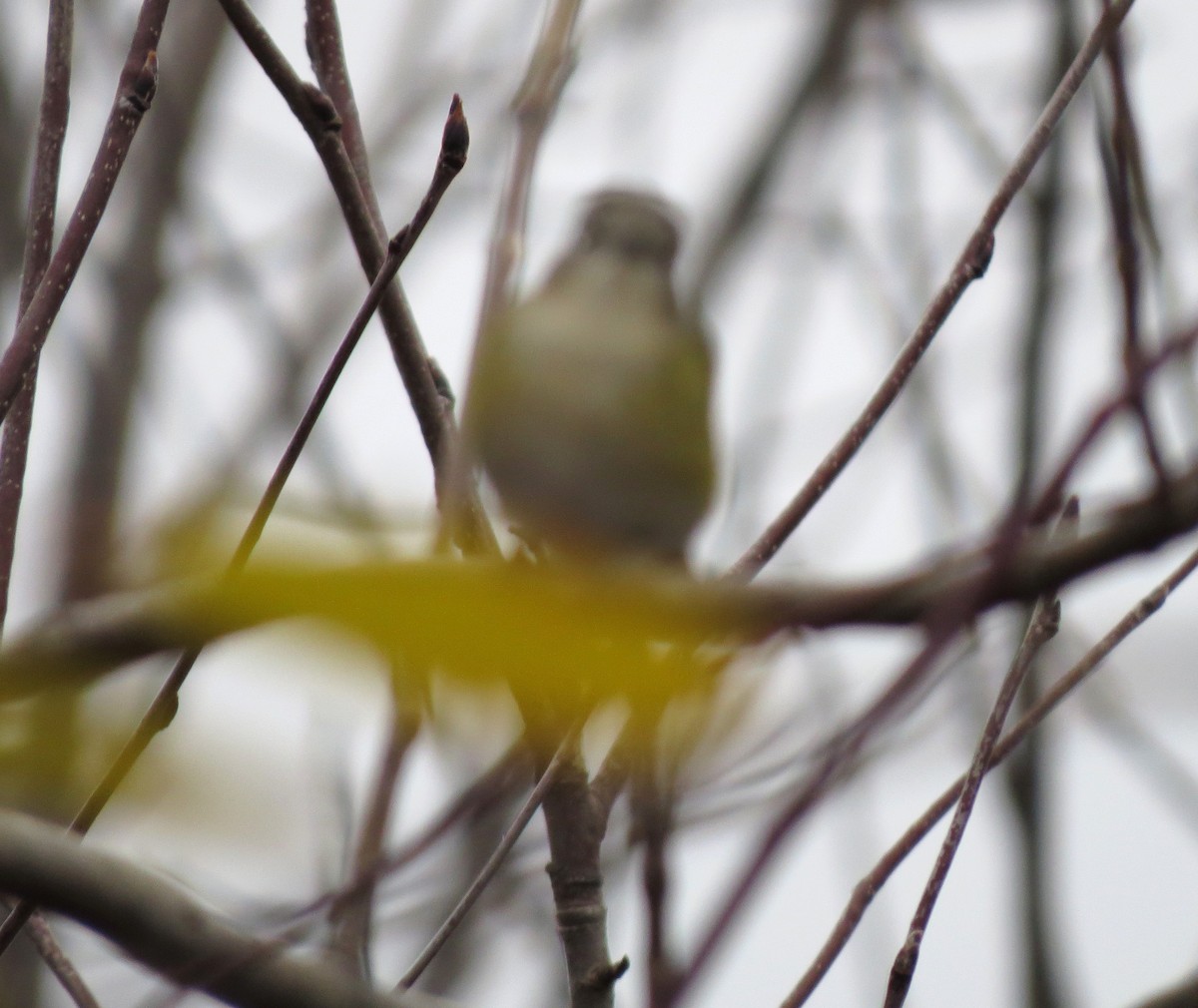 Blue-headed Vireo - ML646275032