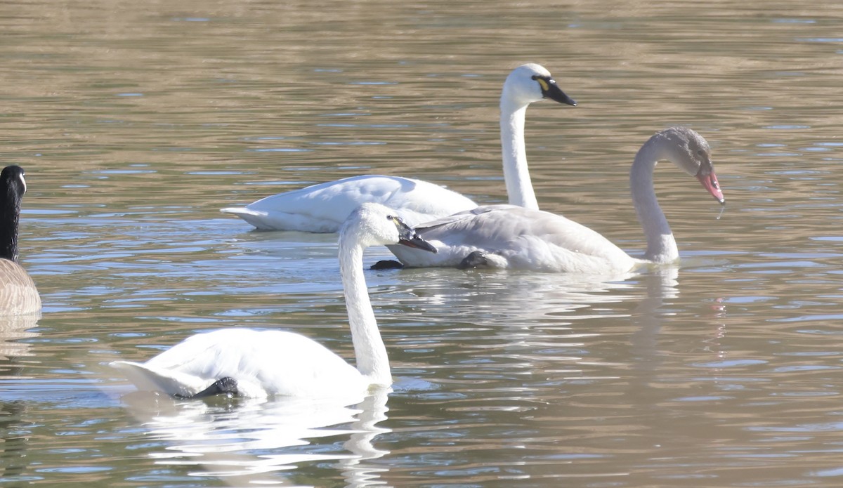 Tundra Swan - ML646275033