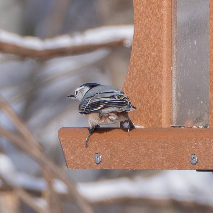 White-breasted Nuthatch - ML646275035