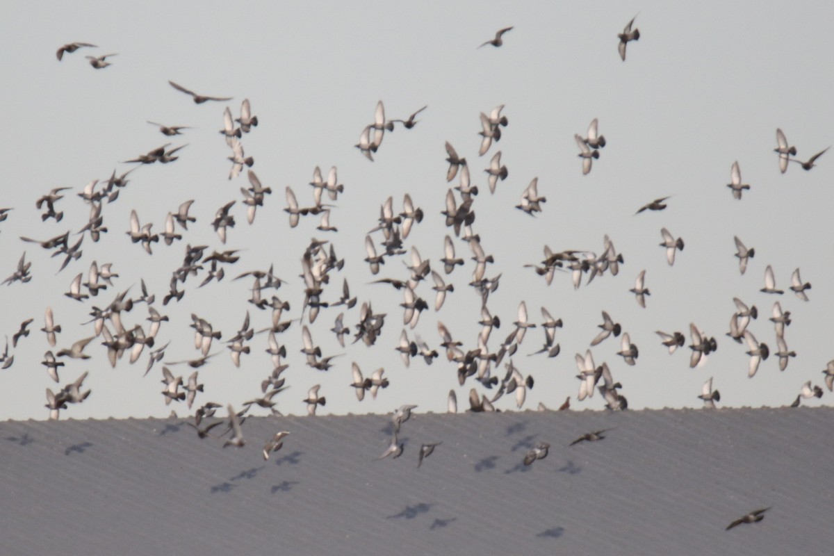 Kaya Güvercini (evcil tip) - ML646275036