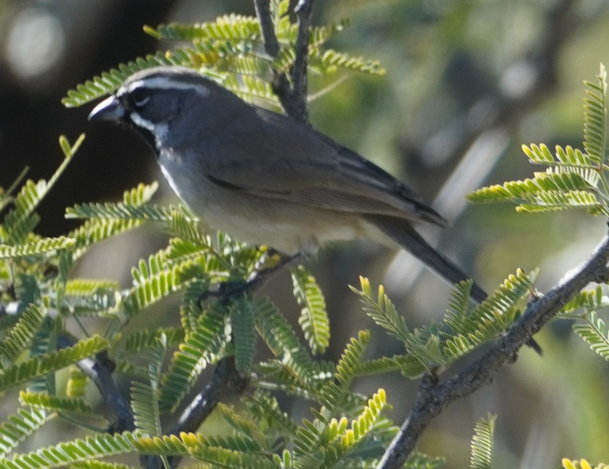 Black-throated Sparrow - ML646275037