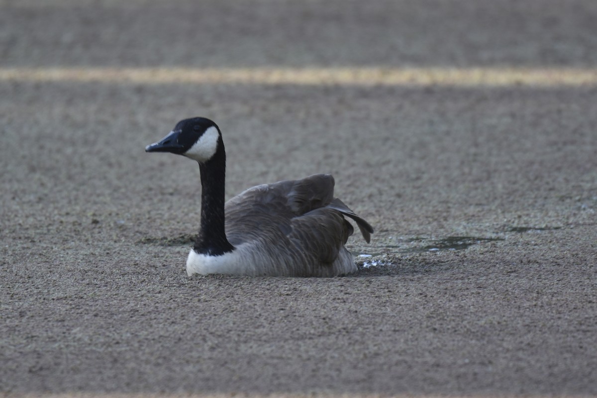Canada Goose - ML646275038