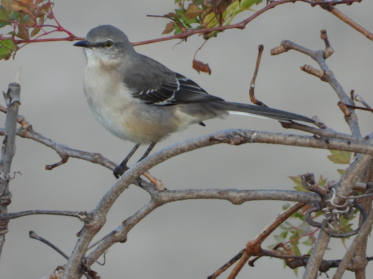 Northern Mockingbird - ML646275039