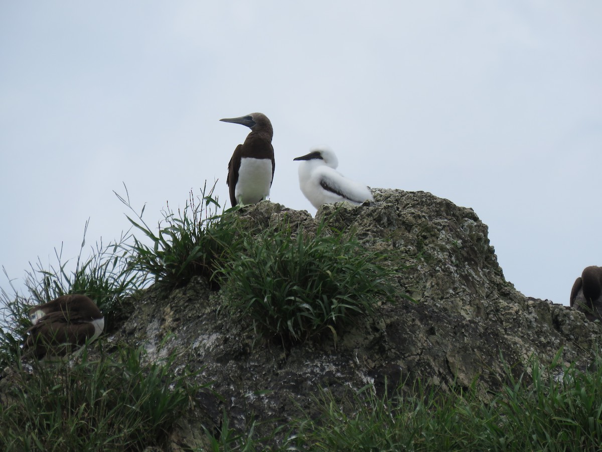 Cocos Booby - ML646275040