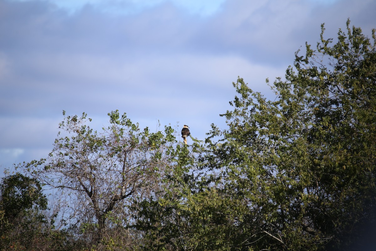 Schopfkarakara - ML646275045