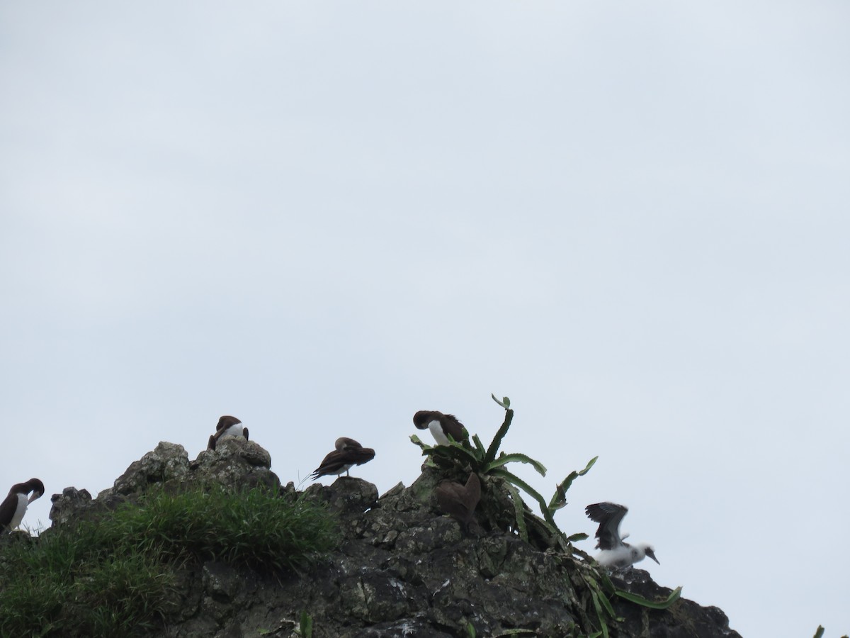 Cocos Booby - ML646275048