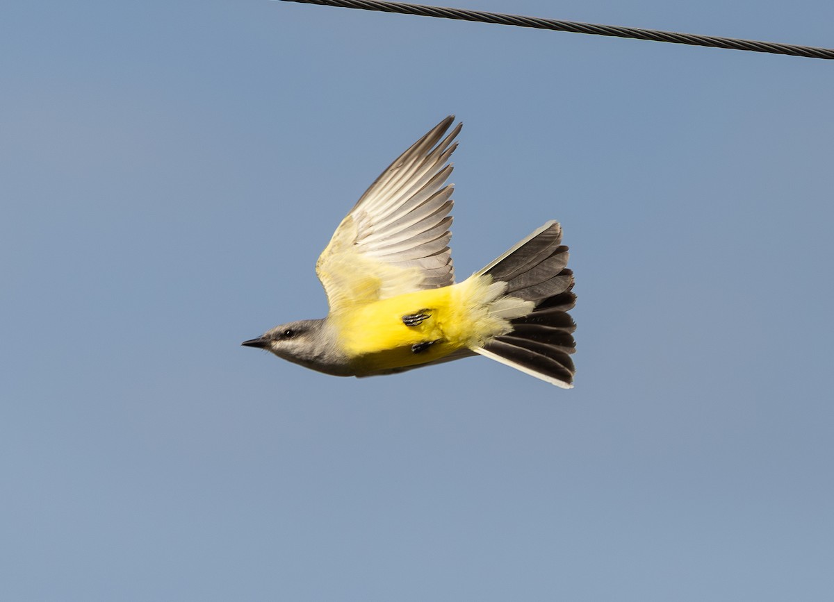Western Kingbird - ML646275049