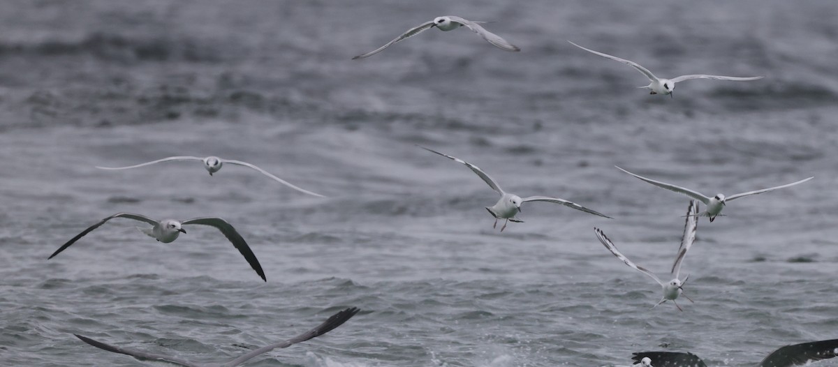 Forster's Tern - ML646275056