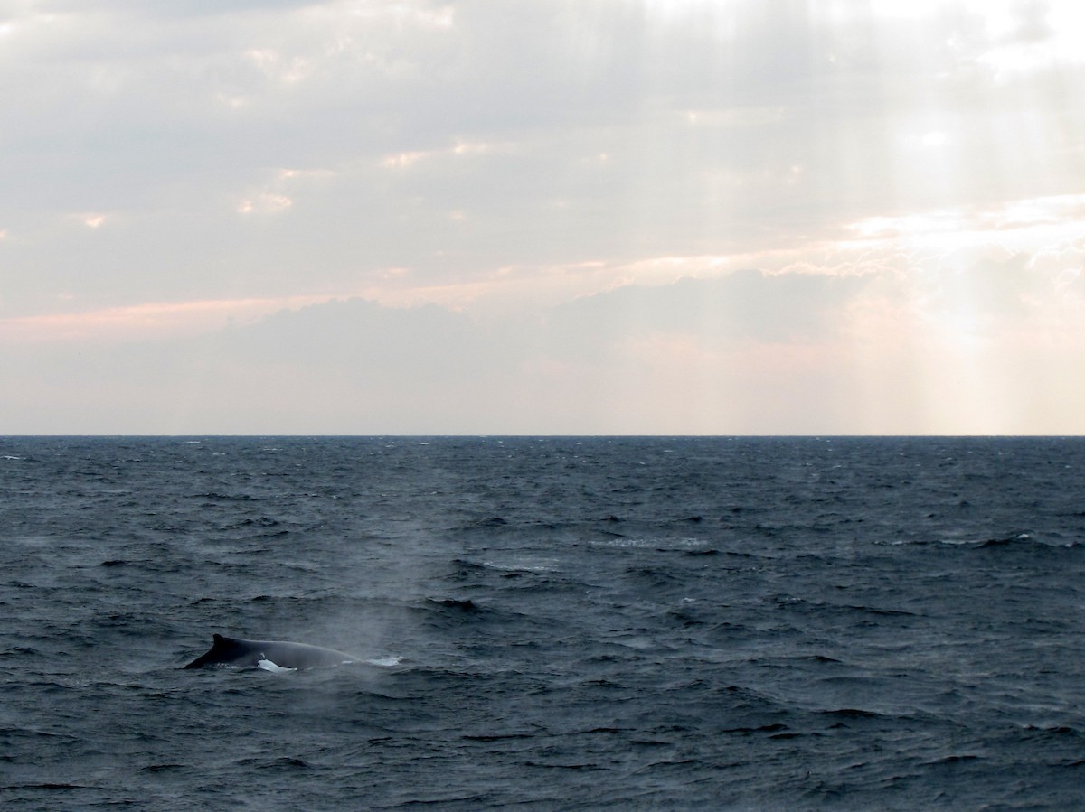 Humpback Whale - ML646275066
