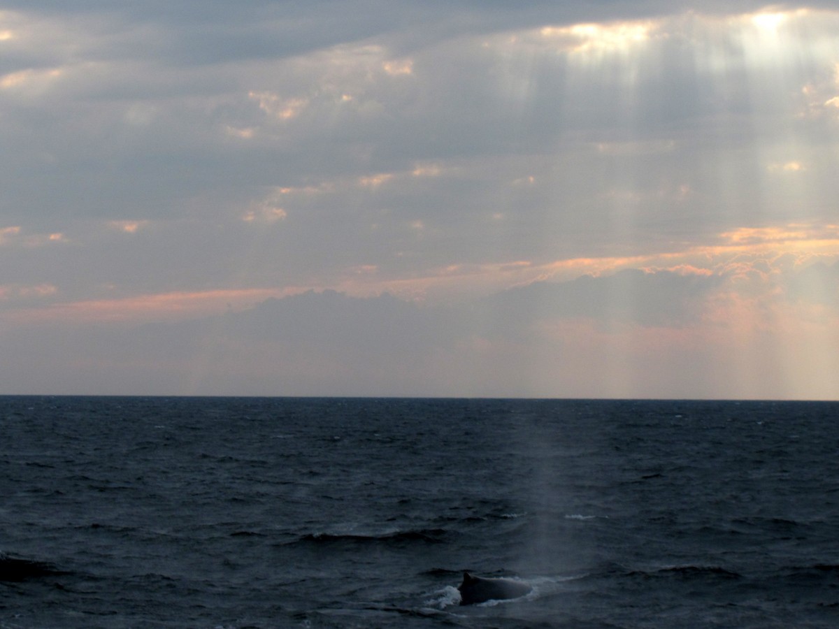 Humpback Whale - ML646275067