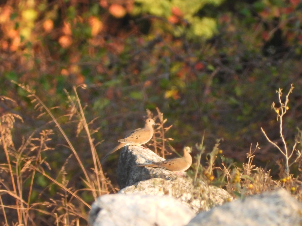 Mourning Dove - ML646275071