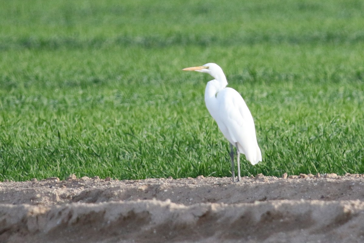 Koartza zuria (amerikarra) - ML646275072