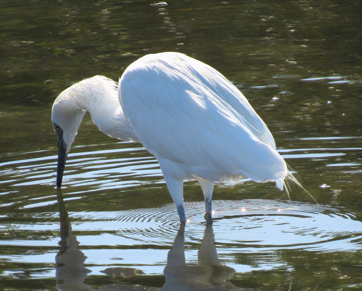 Reddish Egret - ML646275074