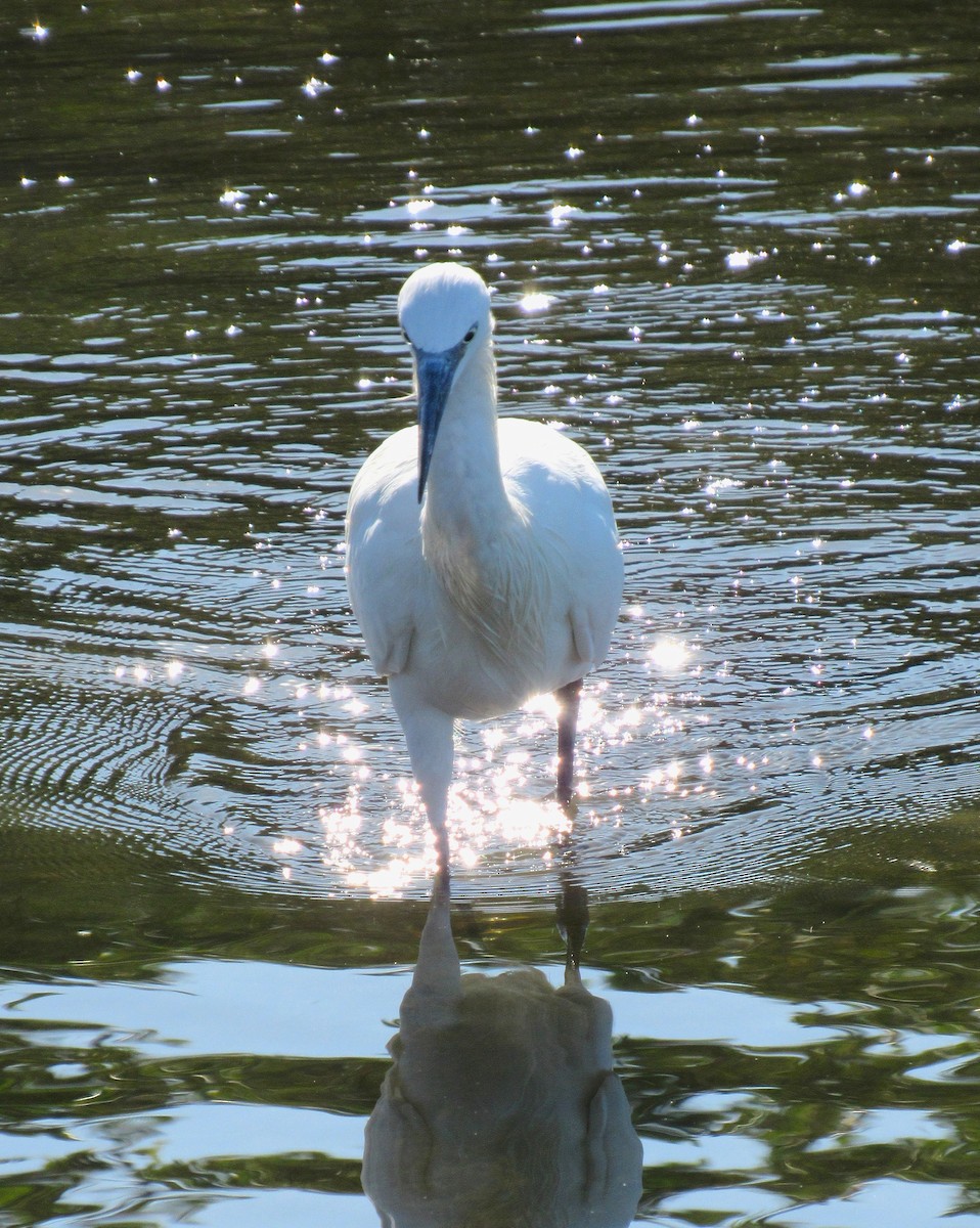 Reddish Egret - ML646275075