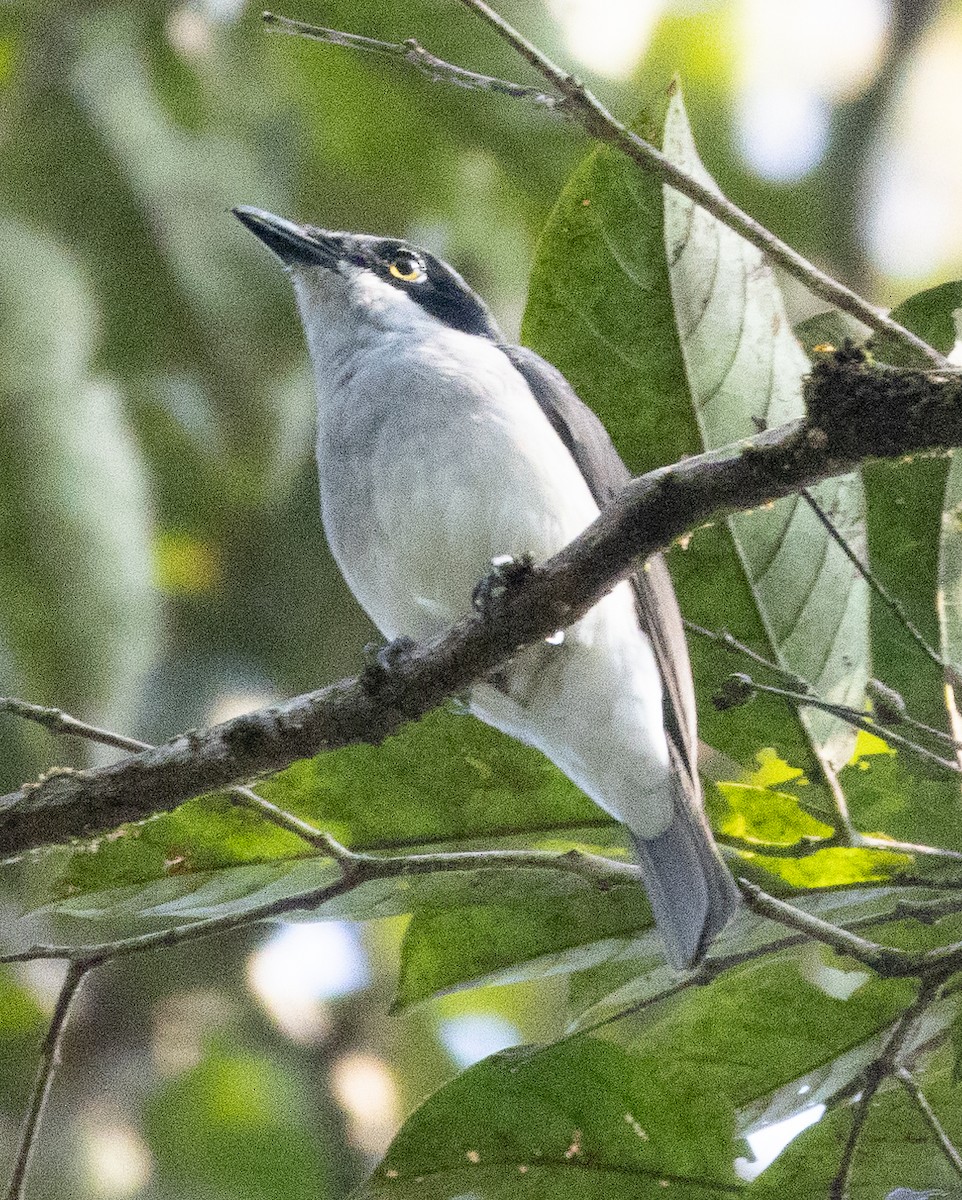 Malabar Woodshrike - ML646275077