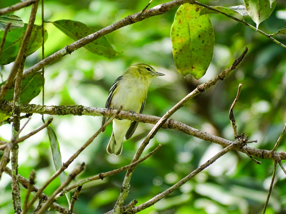 Kestane Gerdanlı Ötleğen - ML646275078