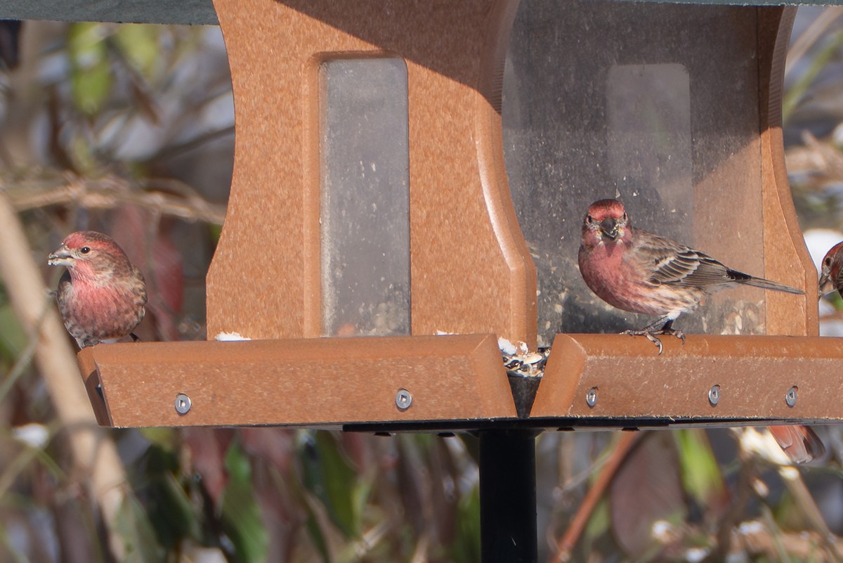 House Finch - ML646275080